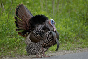 This Thanksgiving Drive Safe to Turkey Dinner