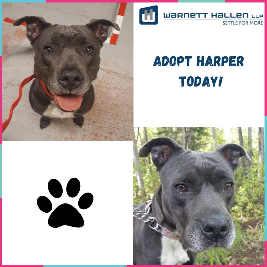 Harper - Pet of The Month