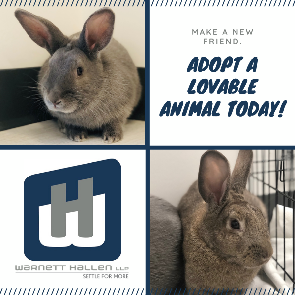 Pet of the Month May 2020 Bunnies