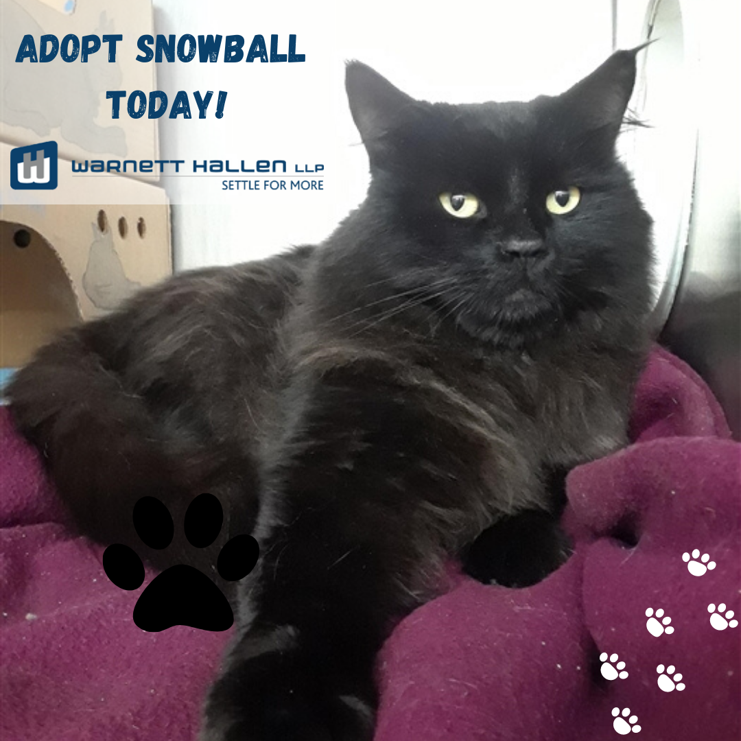 Snowball - Pet of the Month