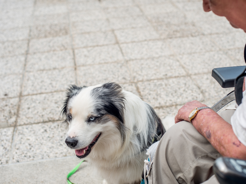 Emotional Support Animal