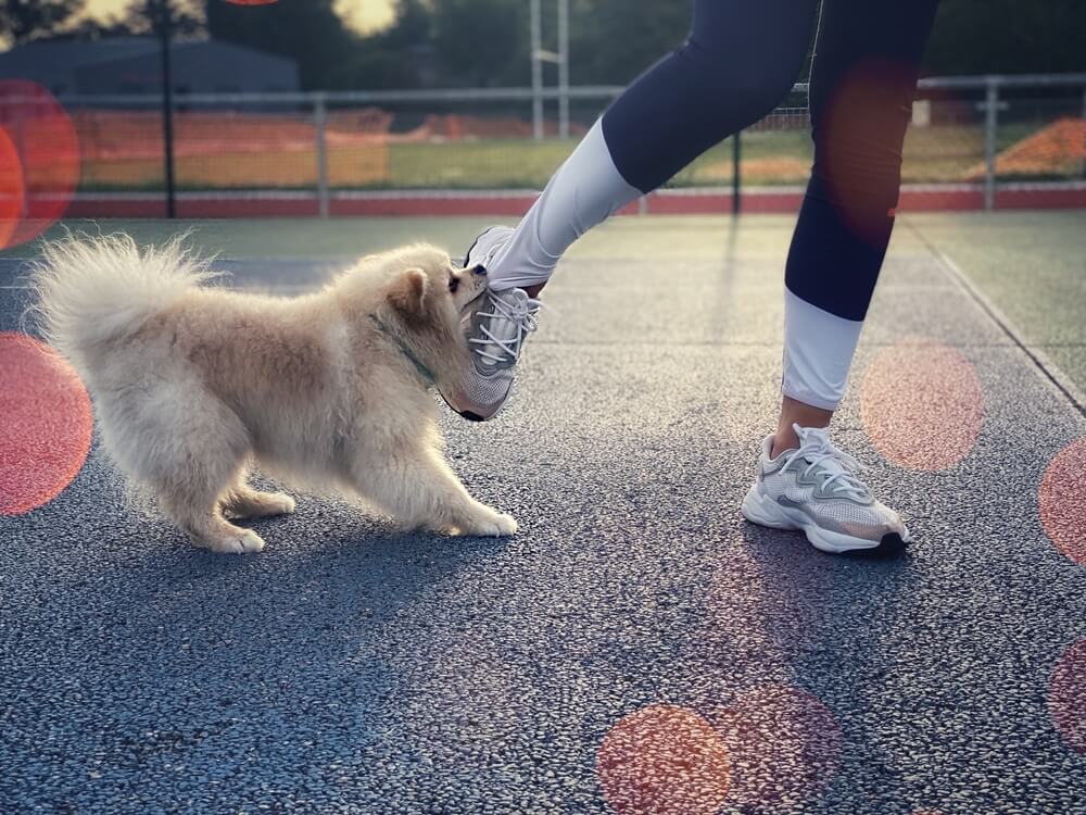 Small dog biting a person’s shoe on a sidewalk — example of a dog bite injury in Vancouver